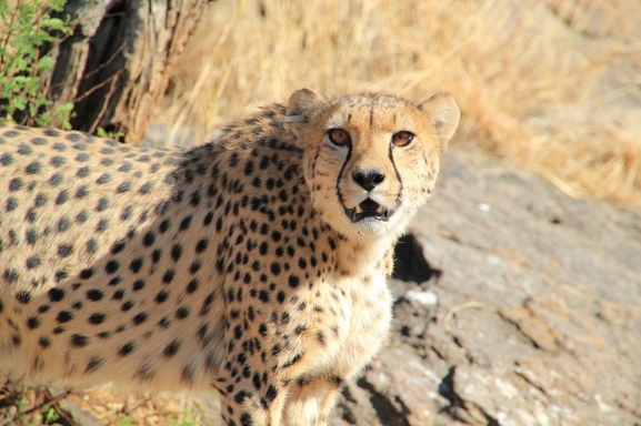 Ouvrez vos sens et partez à la découverte du monde animal avec le film "African Safari 3D"