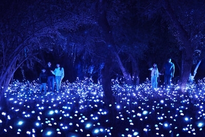 Light Cycles : la nature s’illumine à La Villette