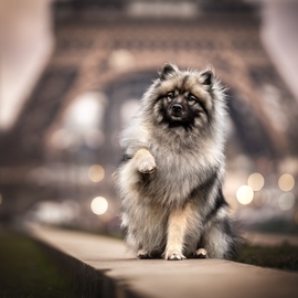 Moxy_keeshond