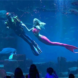 AquaShow