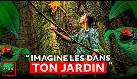 GRENOUILLE MORTELLE, MALADIE MANGEUSE DE CHAIRE, ARBRE GÉANT - AMDE