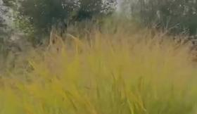 LECTURE - Vieille Chanson Du Jeune Temps de Victor Hugo