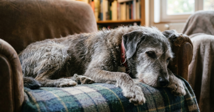 Casting vieux chien pour silhouette dans long métrage