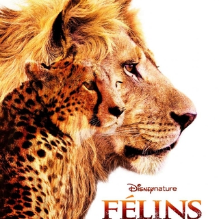 "Félins", un film majestueux en salles le 1 février !