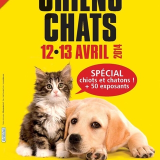 Salon Chiens Chats, les plus beaux animaux sur un même lieu !