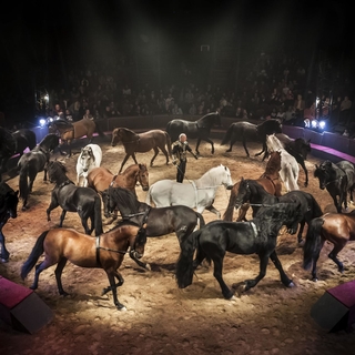 Le cirque Alexis Gruss et Les Farfadais vous présentent Quintessence! Ecuyers et acrobates pour un moment époustouflant et inoubliable.