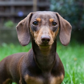 Casting chiot Teckel pour un shooting photo d'une marque de prêt-à-porter