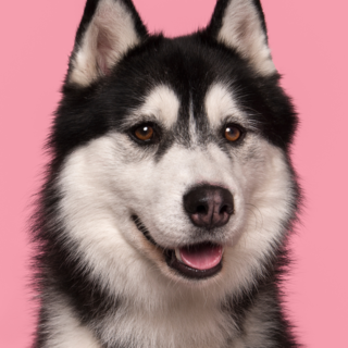 Casting chien de toute race pour tournage série pédagogique