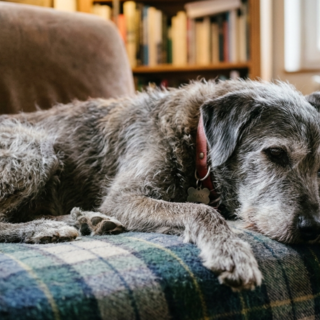 Casting vieux chien pour silhouette dans long métrage