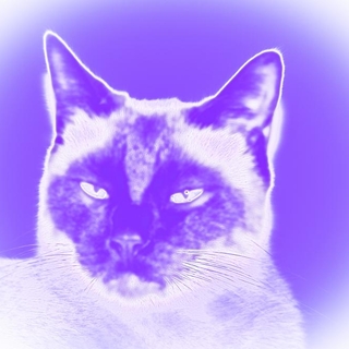 TigerDarkside