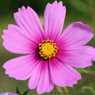 FleurThu
