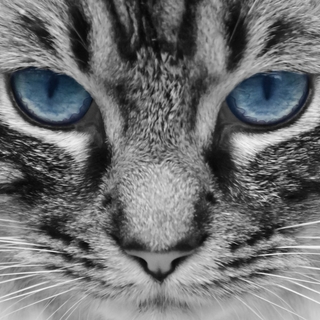 StonyCat